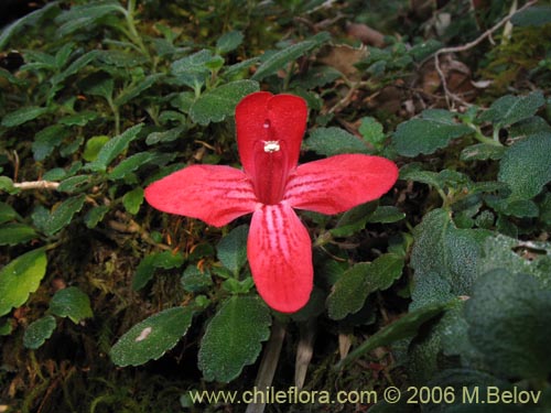 Asteranthera ovata的照片